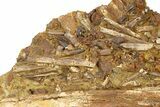 Fossil Dinosaur Teeth, Bones & Tendons in Sandstone - Wyoming #292642-1